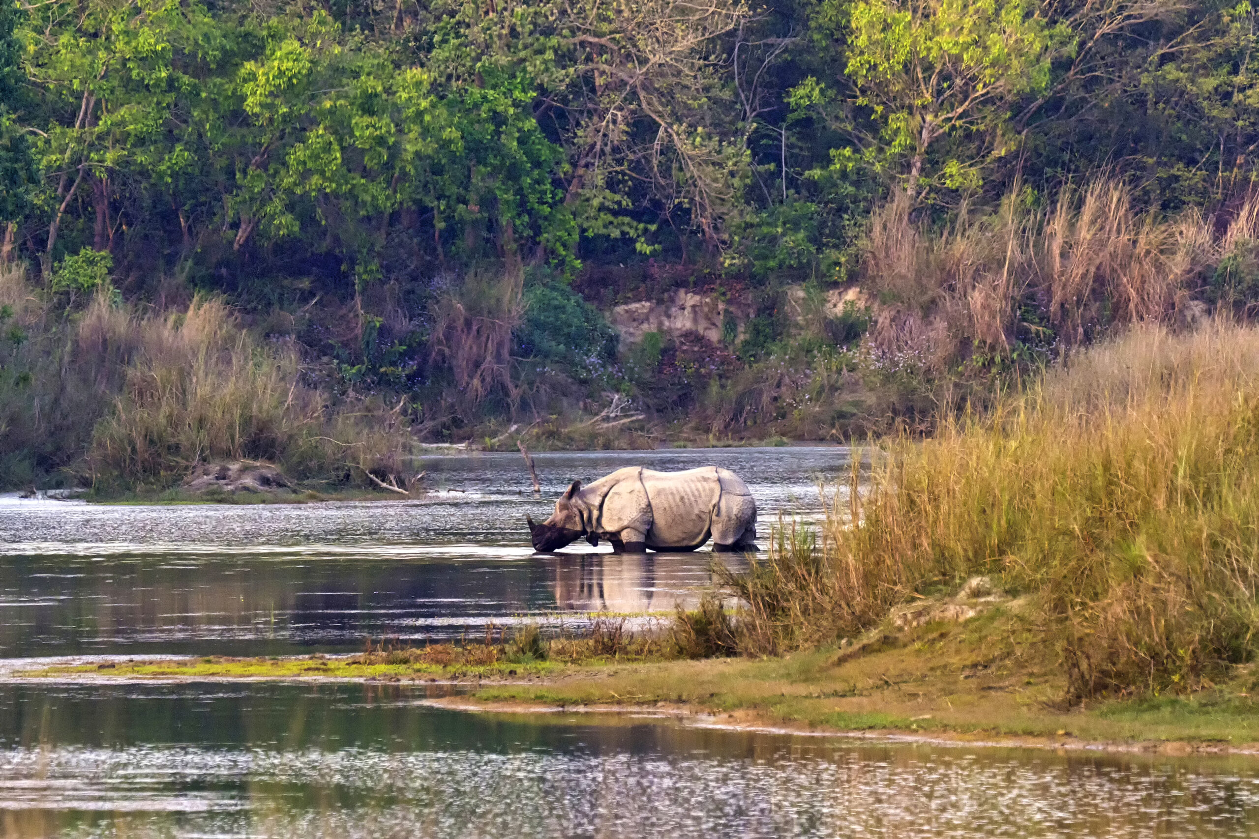 greater one horned rhinoceros royal bardia nation 2023 11 27 05 23 59 utc scaled